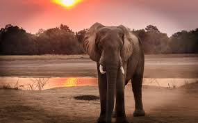 Sahara Wild